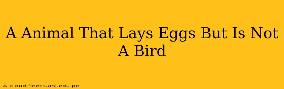 A Animal That Lays Eggs But Is Not A Bird