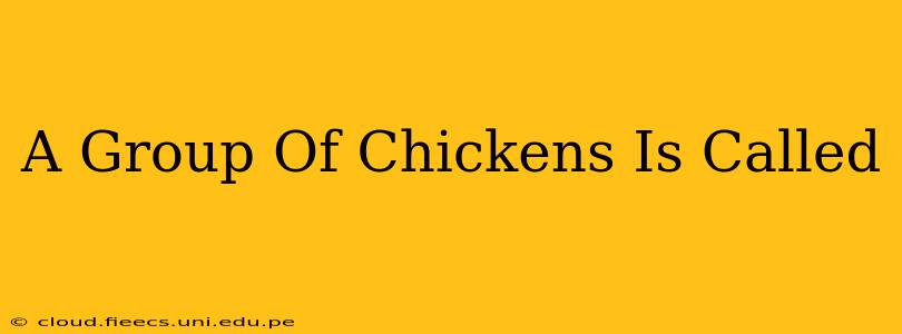 A Group Of Chickens Is Called