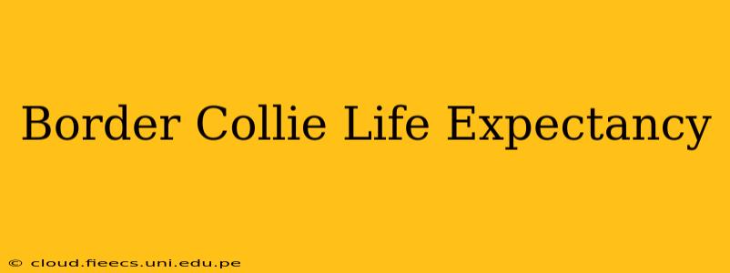 Border Collie Life Expectancy