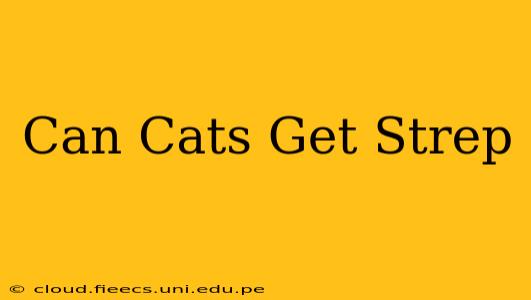 Can Cats Get Strep