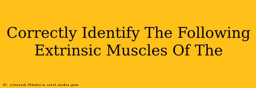 Correctly Identify The Following Extrinsic Muscles Of The