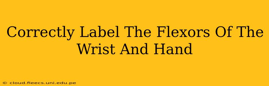 Correctly Label The Flexors Of The Wrist And Hand