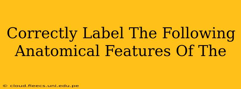 Correctly Label The Following Anatomical Features Of The