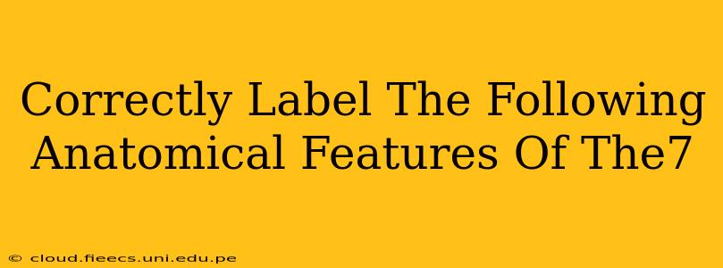 Correctly Label The Following Anatomical Features Of The7