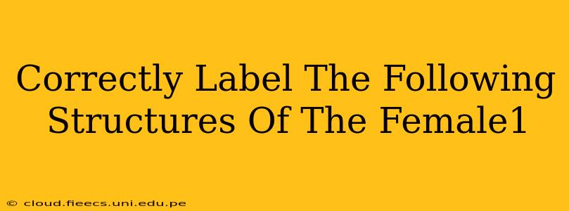 Correctly Label The Following Structures Of The Female1