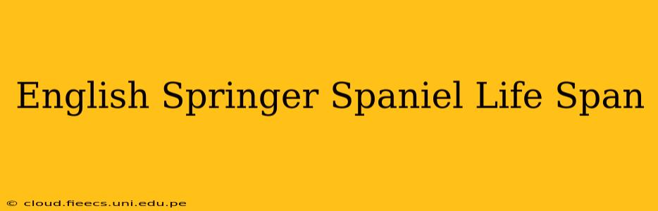 English Springer Spaniel Life Span