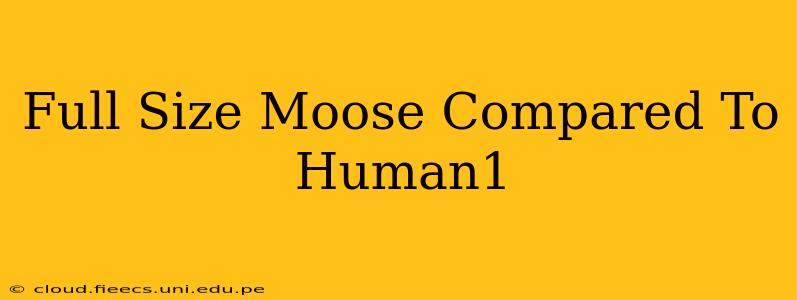 Full Size Moose Compared To Human1