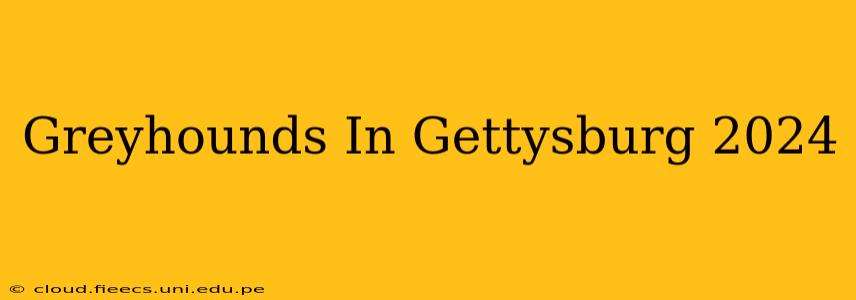 Greyhounds In Gettysburg 2024
