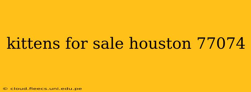 kittens for sale houston 77074