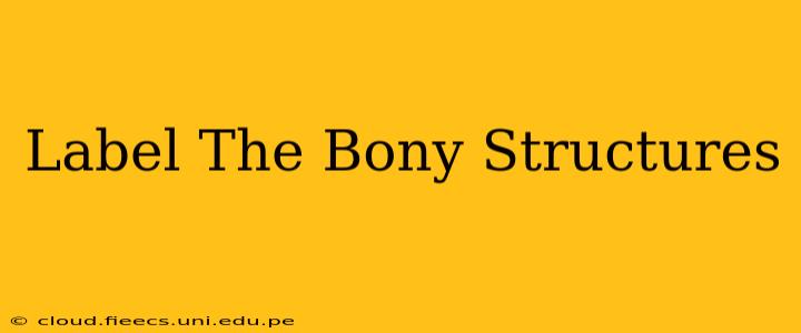 Label The Bony Structures