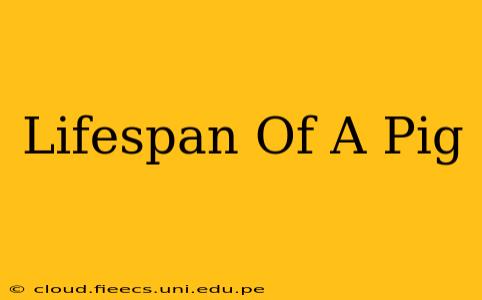 Lifespan Of A Pig
