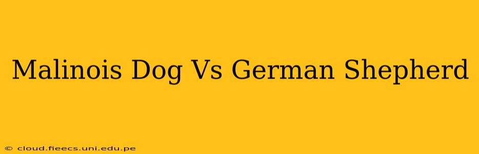 Malinois Dog Vs German Shepherd