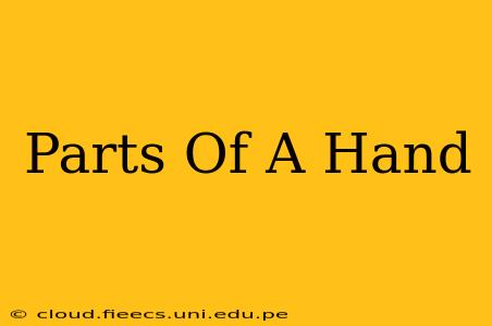 Parts Of A Hand