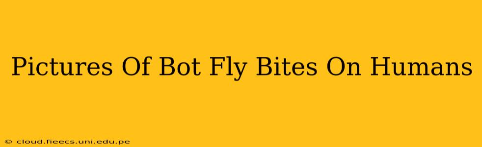 Pictures Of Bot Fly Bites On Humans