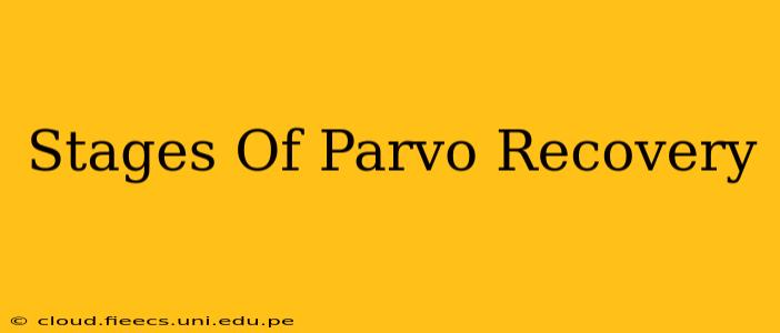 Stages Of Parvo Recovery