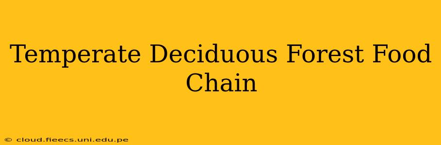 Temperate Deciduous Forest Food Chain