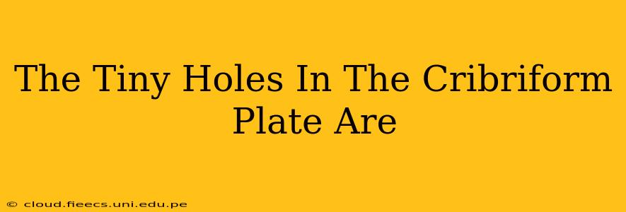 The Tiny Holes In The Cribriform Plate Are