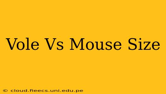 Vole Vs Mouse Size