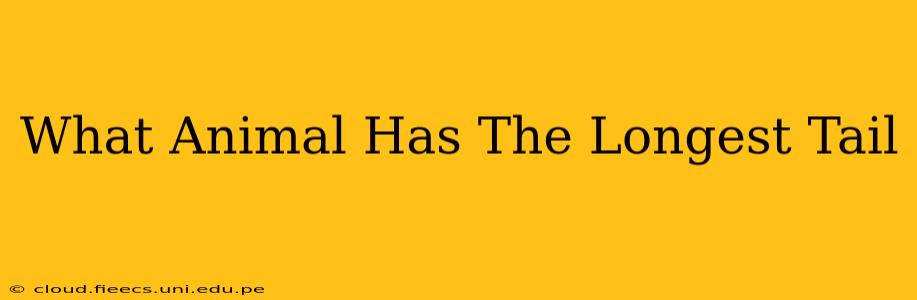 What Animal Has The Longest Tail