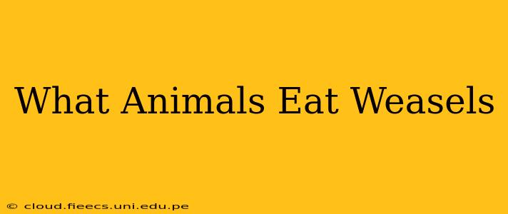What Animals Eat Weasels