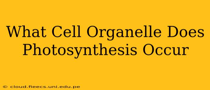 What Cell Organelle Does Photosynthesis Occur