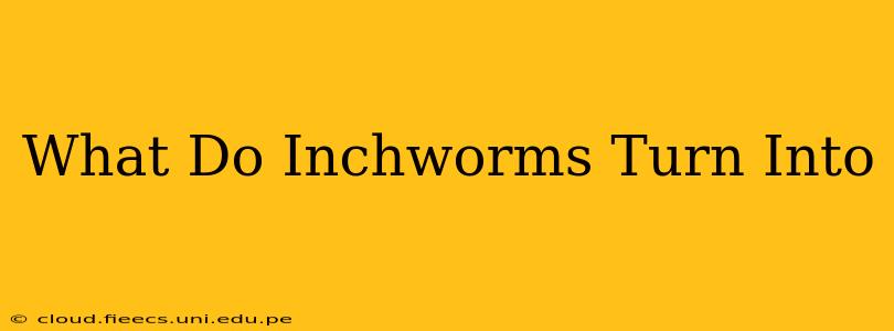 What Do Inchworms Turn Into