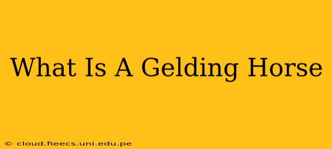 What Is A Gelding Horse