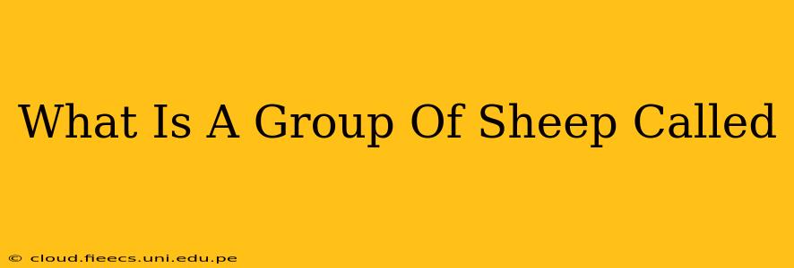 What Is A Group Of Sheep Called