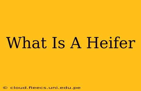 What Is A Heifer