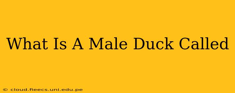 What Is A Male Duck Called