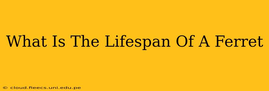 What Is The Lifespan Of A Ferret