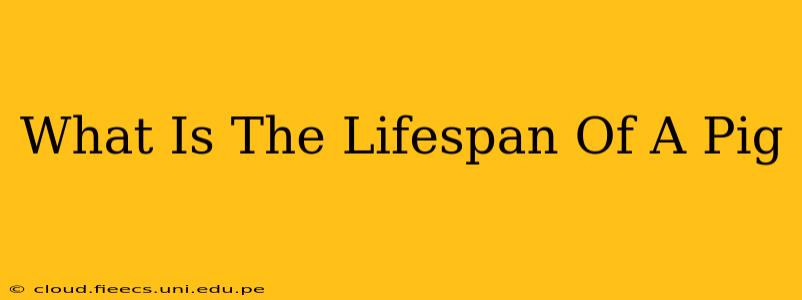 What Is The Lifespan Of A Pig