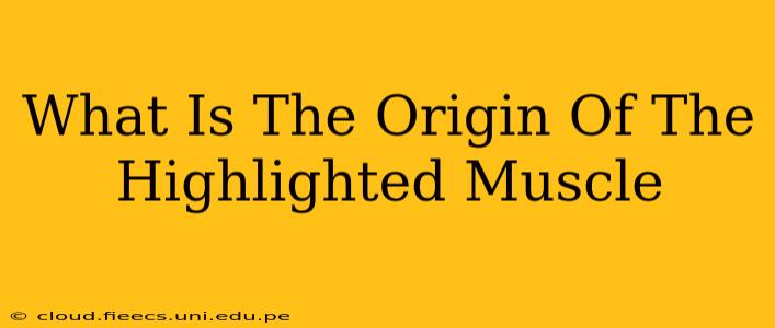 What Is The Origin Of The Highlighted Muscle