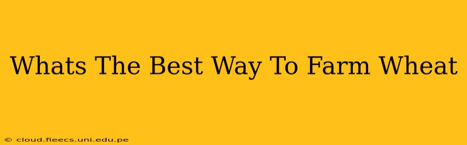 Whats The Best Way To Farm Wheat