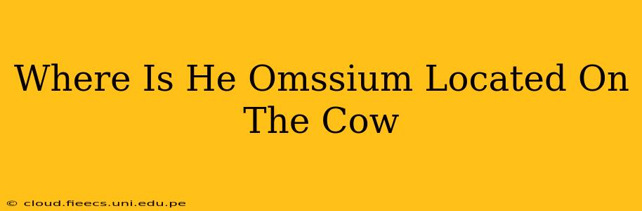 Where Is He Omssium Located On The Cow